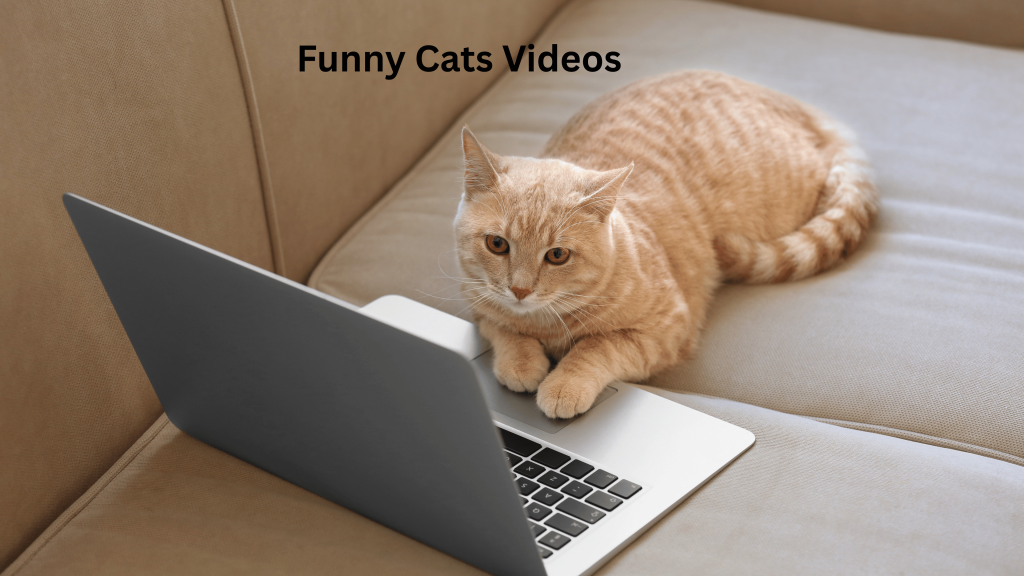 Funny Cats Videos